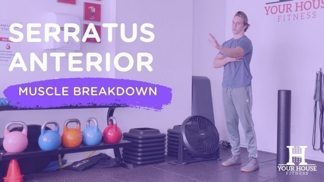 'Serratus Anterior | Muscle Breakdown Series'