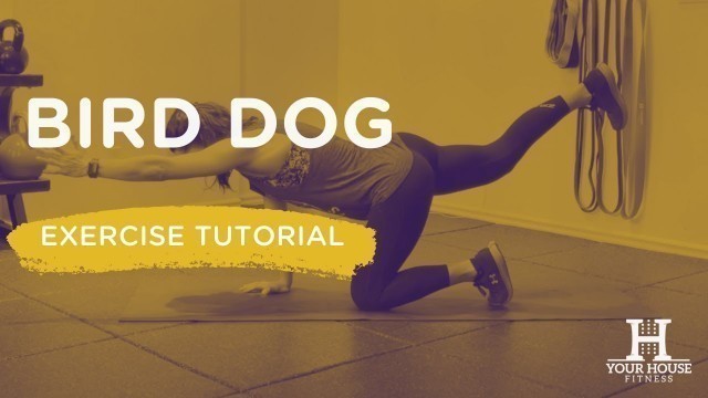 'Bird Dog | Exercise Tutorial Series'